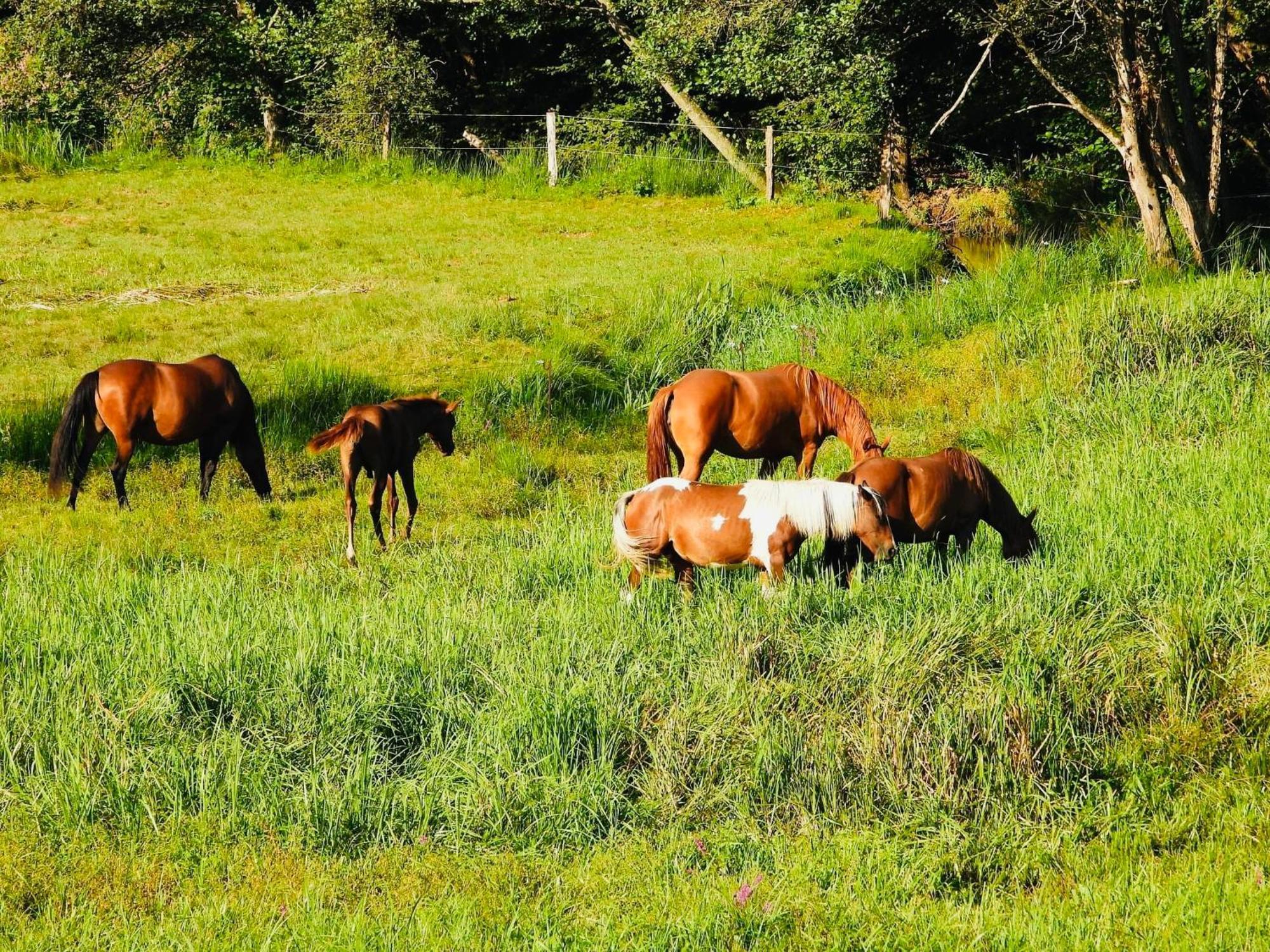 Soucht Maison D'Hotes En Pleine Nature Avec Chevaux מראה חיצוני תמונה
