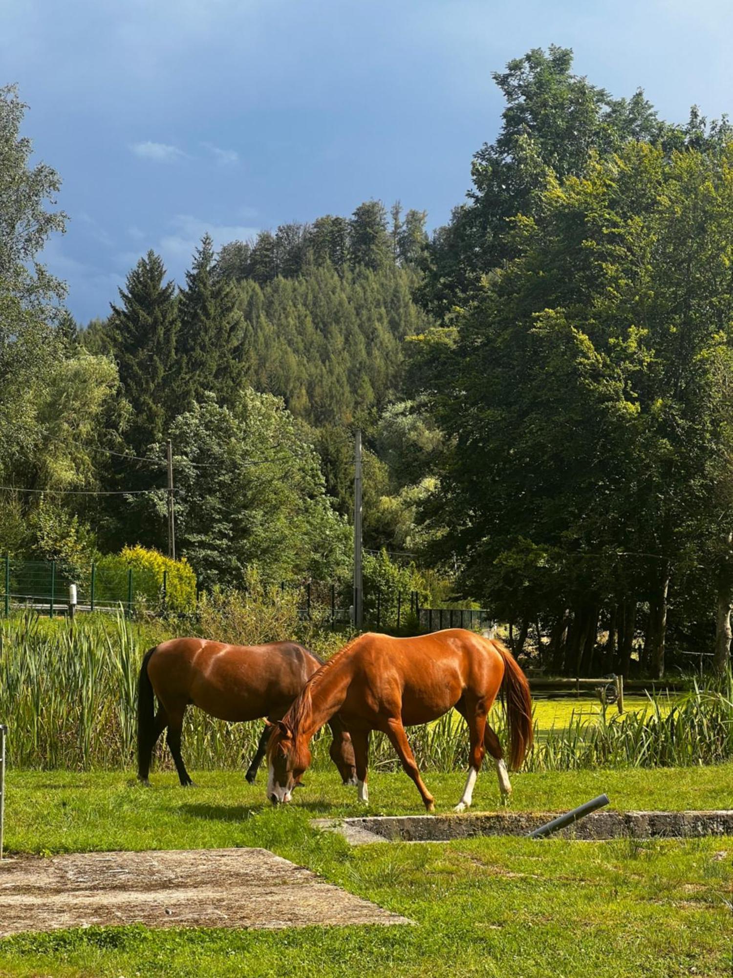 Soucht Maison D'Hotes En Pleine Nature Avec Chevaux מראה חיצוני תמונה